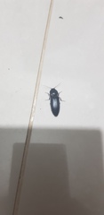 Elaterinae
