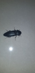 Elaterinae
