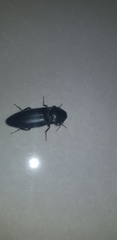 Elaterinae