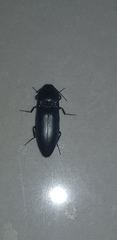 Elaterinae