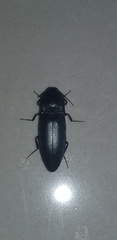 Elaterinae