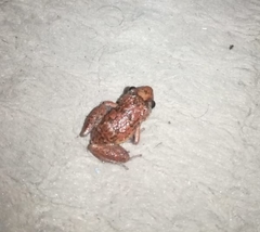 Eleutherodactylus planirostris