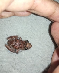 Eleutherodactylus planirostris