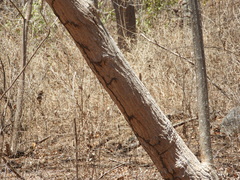 Gyrocarpus jatrophifolius