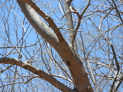 Gyrocarpus jatrophifolius