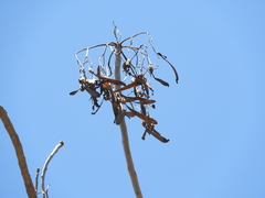 Gyrocarpus jatrophifolius