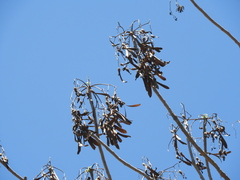 Gyrocarpus jatrophifolius