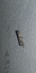 Phycitini