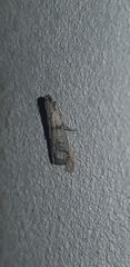 Phycitini