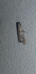Phycitini