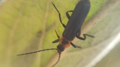 Cantharis marginiventris