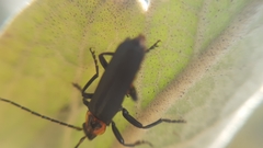 Cantharis marginiventris