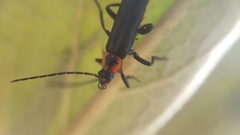Cantharis marginiventris