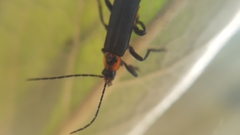 Cantharis marginiventris