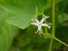 Trichosanthes cucumerina