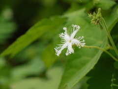 Trichosanthes cucumerina
