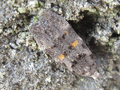 Teleiodes flavipunctatella