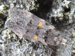 Teleiodes flavipunctatella