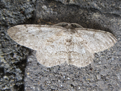 Hypomecis punctinalis