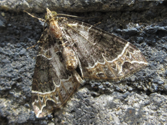 Ecliptopera umbrosaria