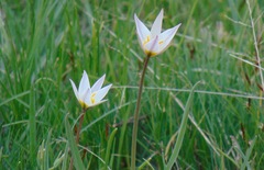 Tulipa patens