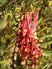 Grevillea caleyi