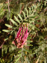 Grevillea caleyi