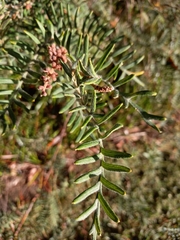 Grevillea caleyi