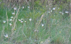 Tulipa patens