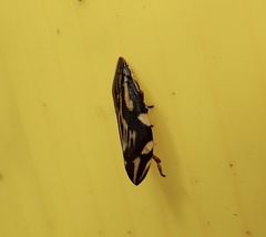 Clovia lineatocollis