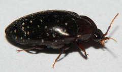 Chelonarium lecontei