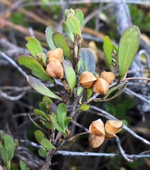 Dodonaea bursariifolia