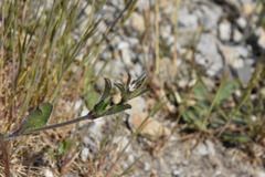 Silene gallica