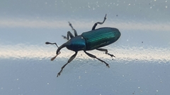 Aulacobaris