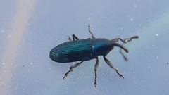 Aulacobaris