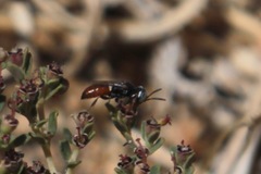 Miscophini