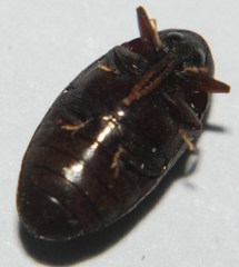 Chelonarium lecontei