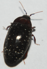 Chelonarium lecontei