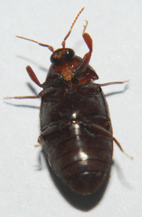 Chelonarium lecontei