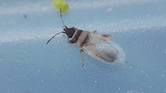 Oxycarenus pallens