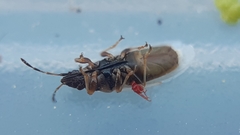 Oxycarenus pallens