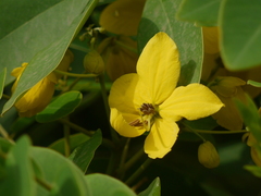 Senna sulfurea