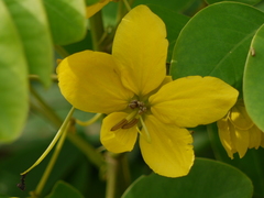 Senna sulfurea