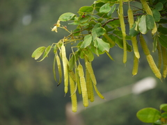 Senna sulfurea