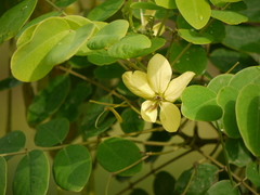 Senna sulfurea