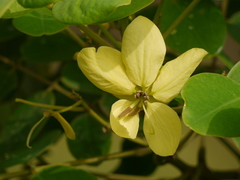 Senna sulfurea