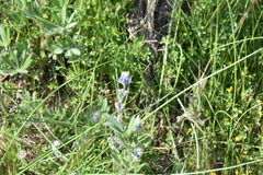 Lupinus polycarpus