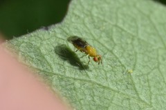 Megastigmidae