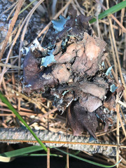 Platismatia wheeleri