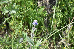 Lupinus polycarpus